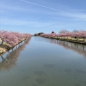 河津桜🌸