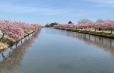 河津桜🌸