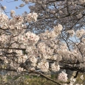 桜が満開です🌸