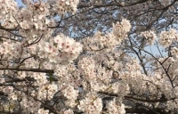 桜が満開です🌸